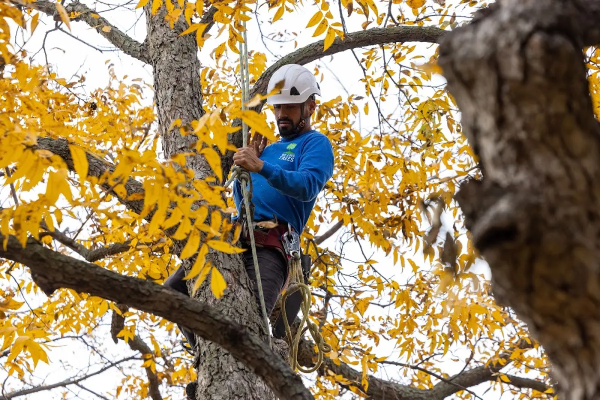 Skilled Storm Damage Cleanup crew working in Ridgeview
